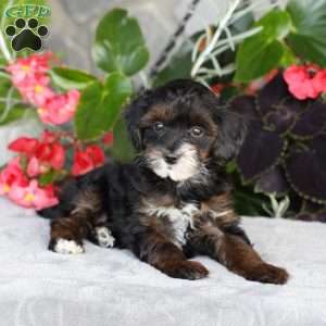 Rosie, Yorkie Poo Puppy
